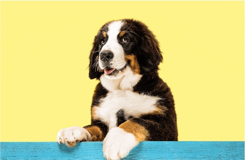 4 Different Sources of Protein For Dogs