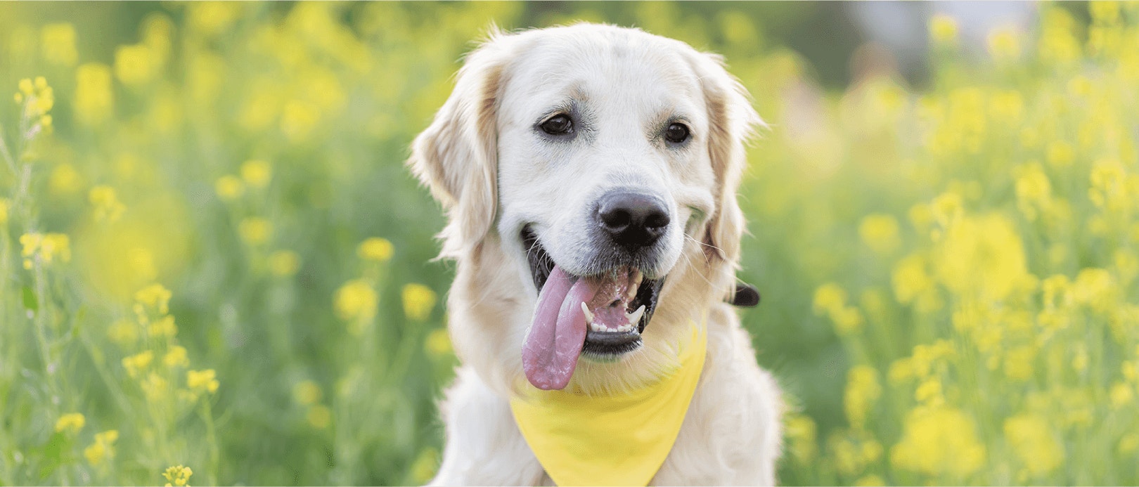 Health Benefits of Vitamin E For Dogs