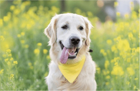 Health Benefits Of Vitamin E For Dogs Mobile