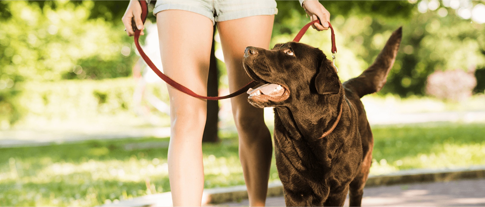 4 Ways to Have Healthy Joints For Dogs