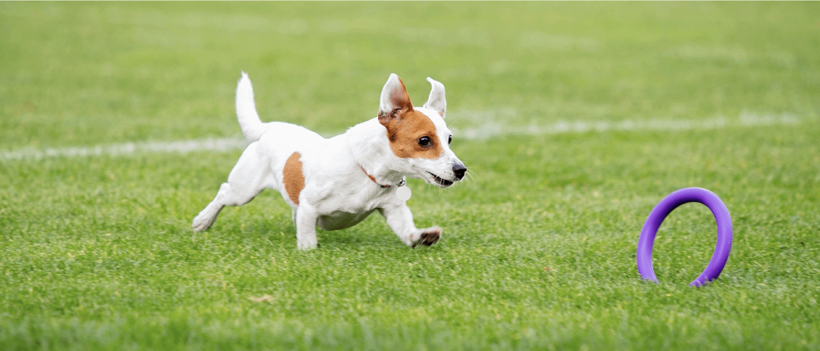 How To Measure Protein Requirements of Your Dog