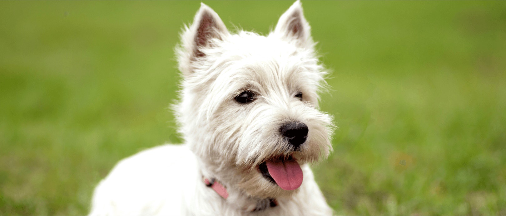 Is A High-Protein Diet Good For Your Dog