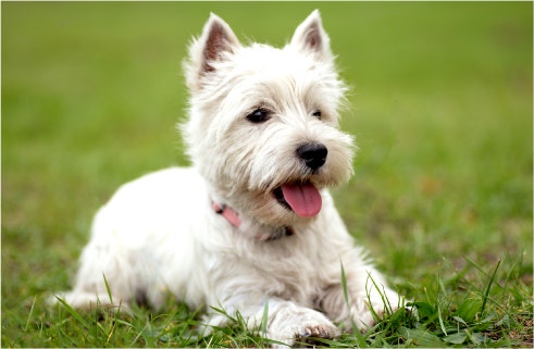 Is A High-Protein Diet Good For Your Dog