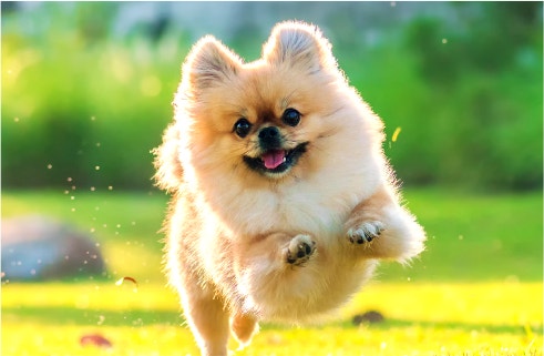 Everything About Protein For Dogs