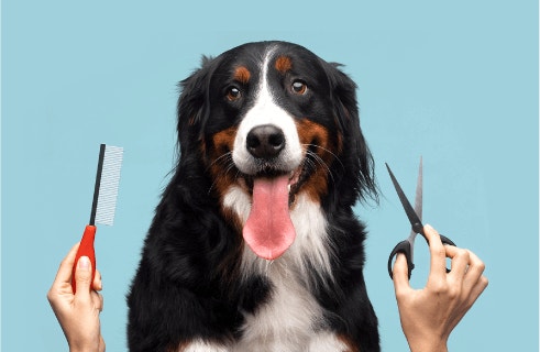 Benefits of Protein For Your Dog's Skin & Coat