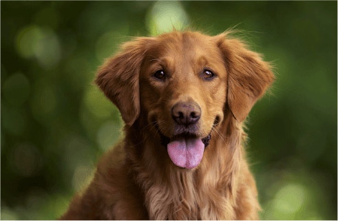 Increase Dog's Immune System With High Protein Mobile