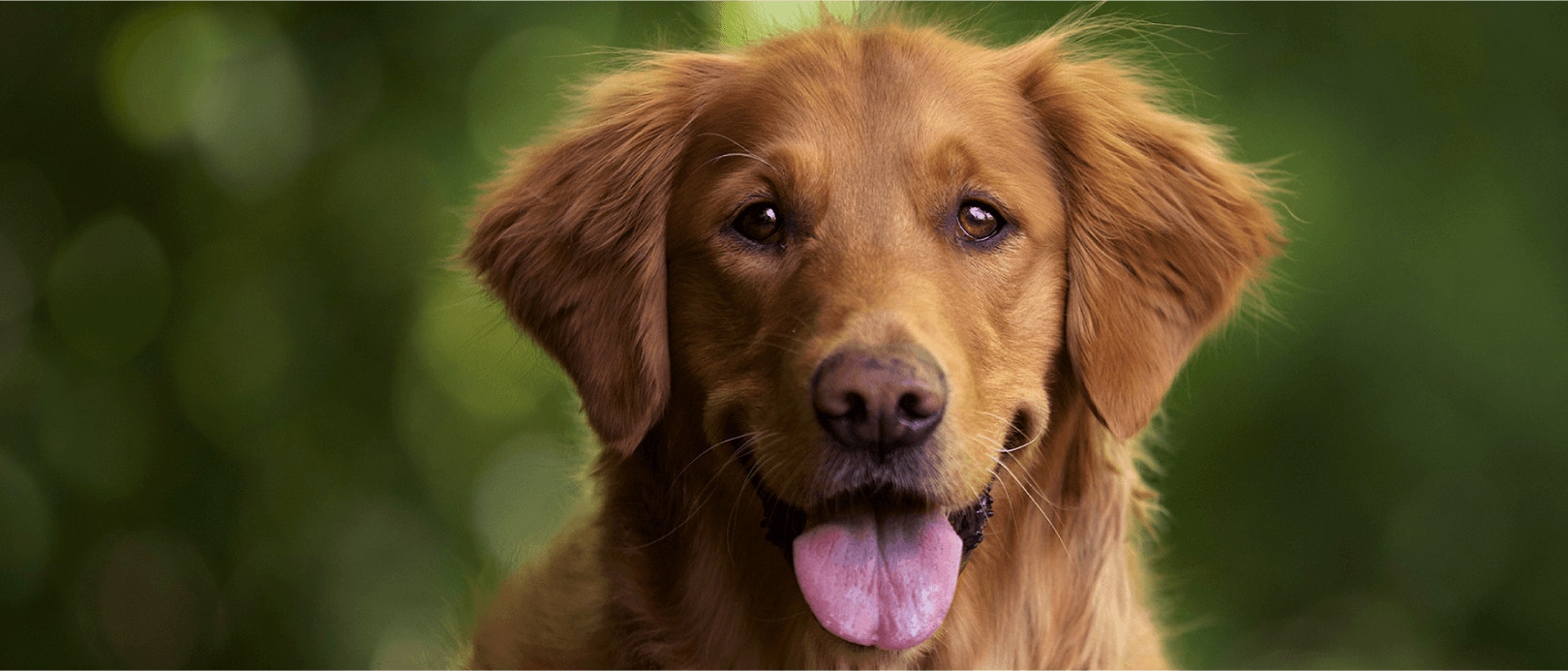 Increase Dog's Immune System With High Protein