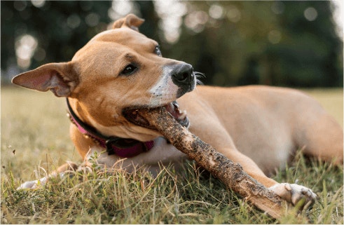 How Much Protein Is In Pedigree® PRO High Protein Product Mobile