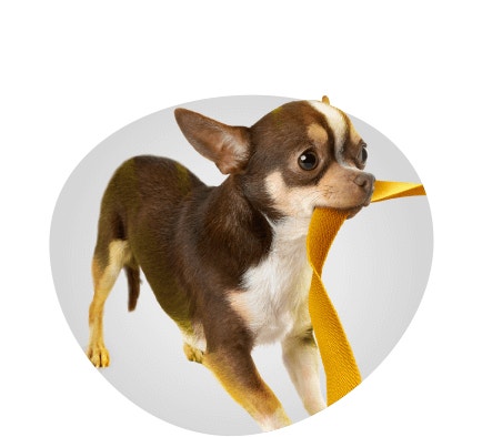 pro mini small breed