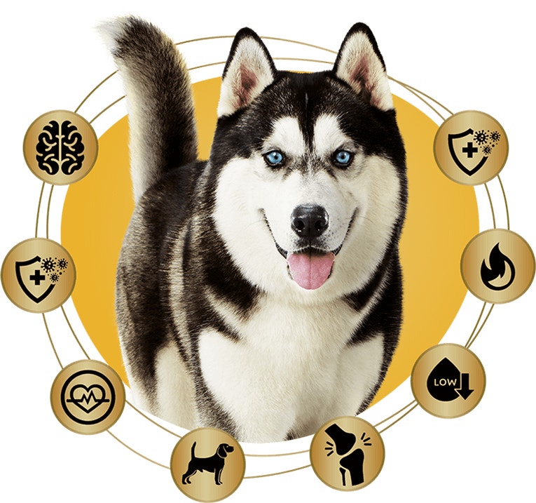 pedigree high protein large