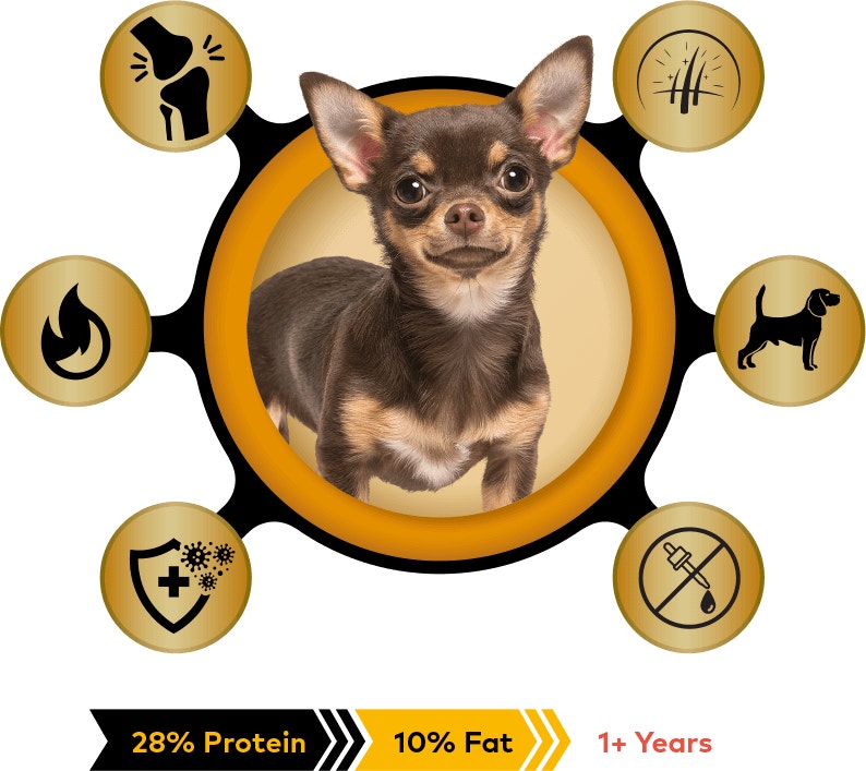 pro mini small breed keep up with your