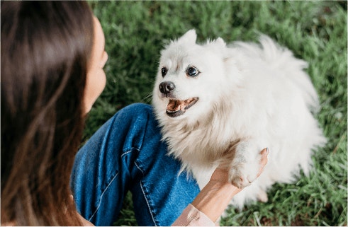 Protein Requirements For Active Dogs