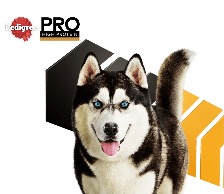 pedigree pro husky