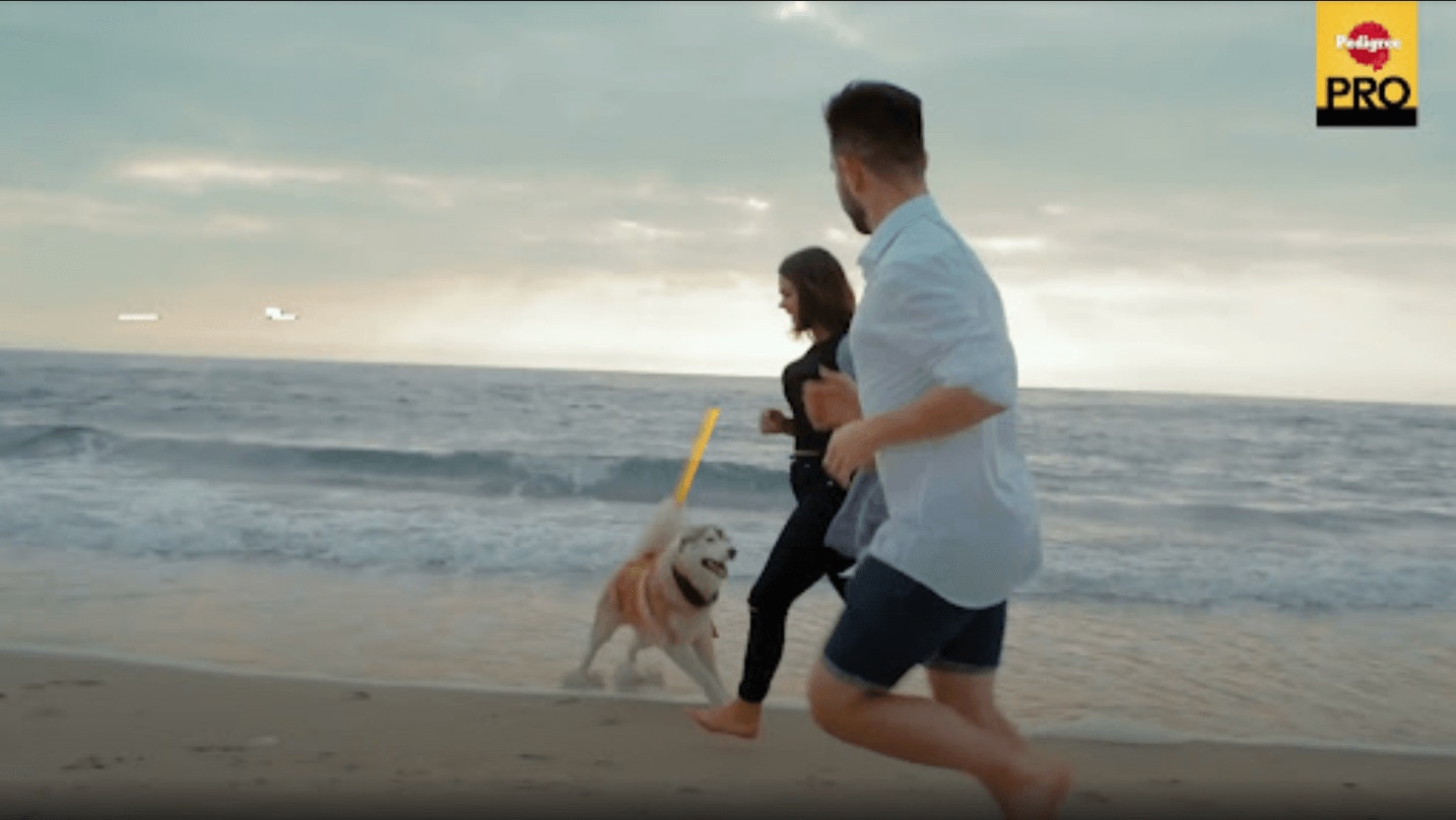 Medium & Large Breed