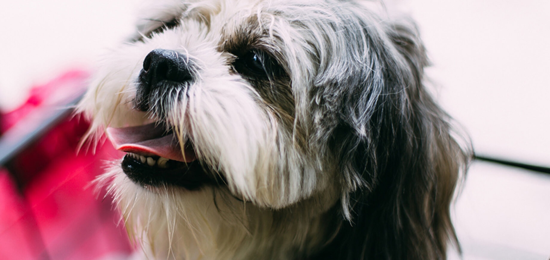 Dog Vomiting Types, Causes and Treatment