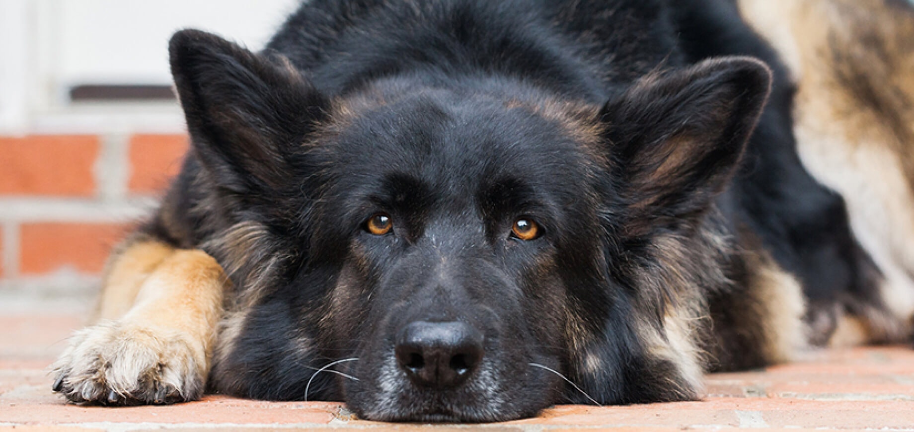 Decoding Different Dog Sleeping Positions, Meanings & Types