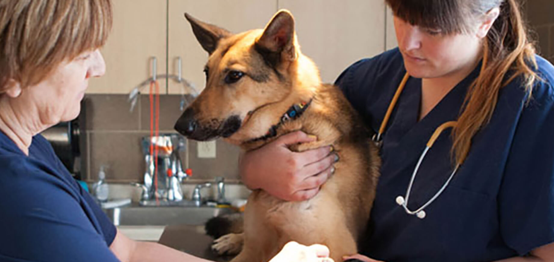 Dog Allergies Signs, Symptoms, Treatment & Their Common Types