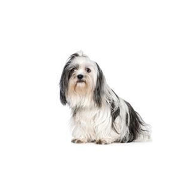 Shih Tzu Dog Lifespan
