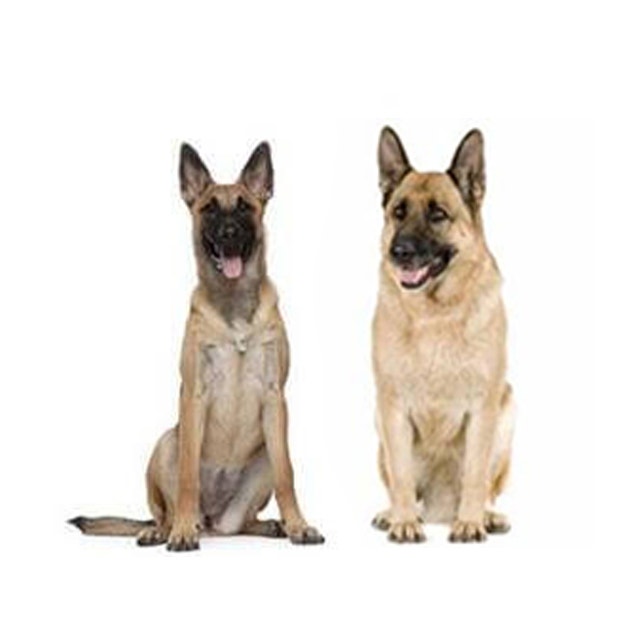 Belgian Malinois vs German Shepherd Differences