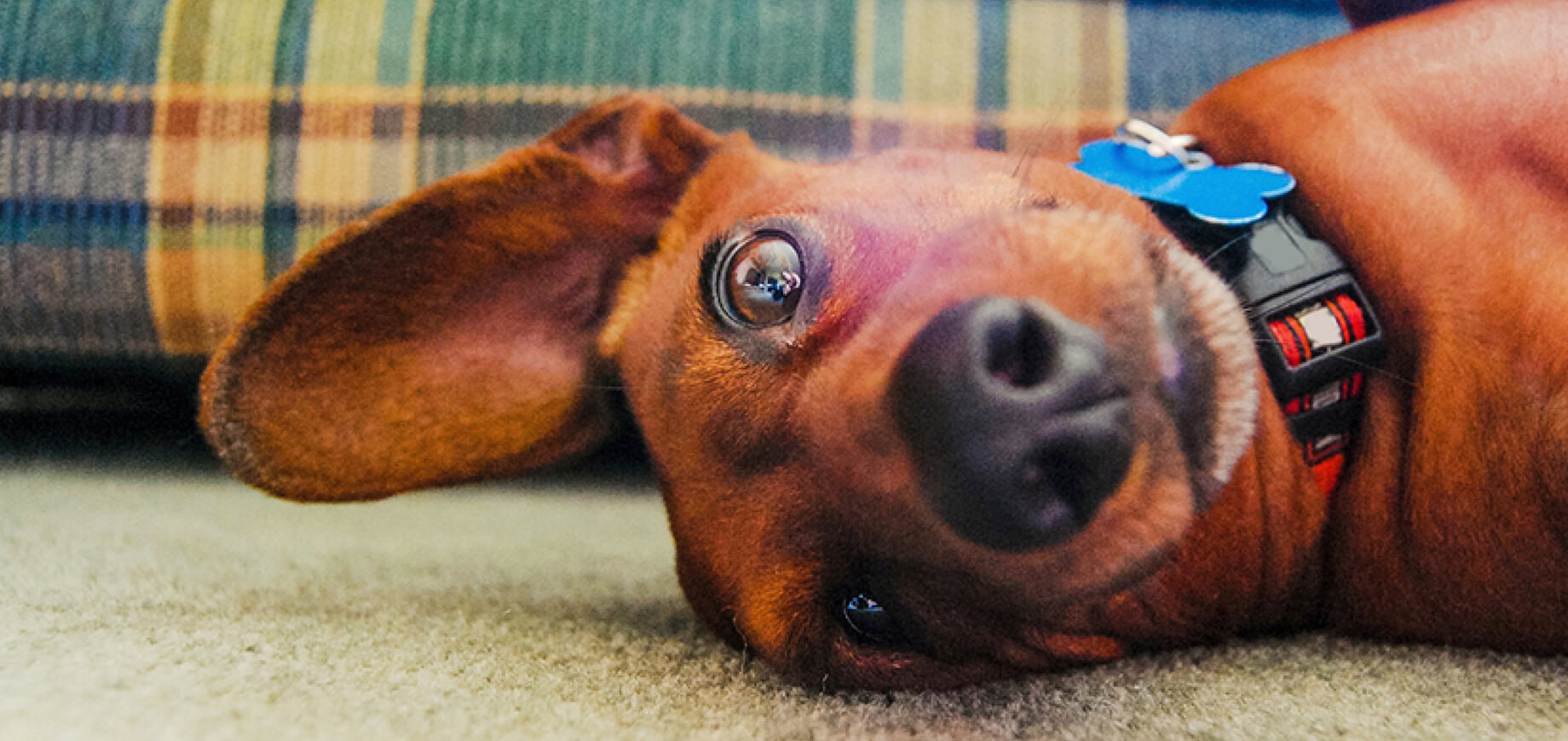 Understanding Dog Seizures Causes, Types, & Treatment