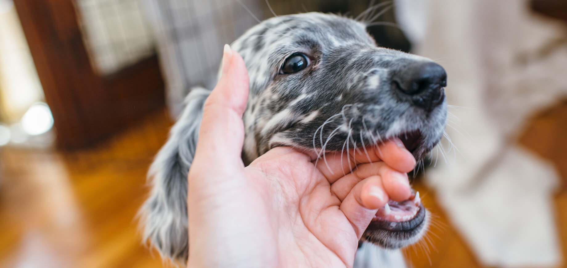 7 Ways On How To Stop A Puppy From Biting
