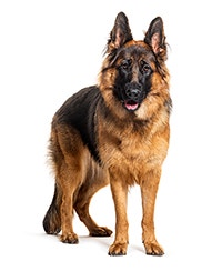 Belgian Shepherd