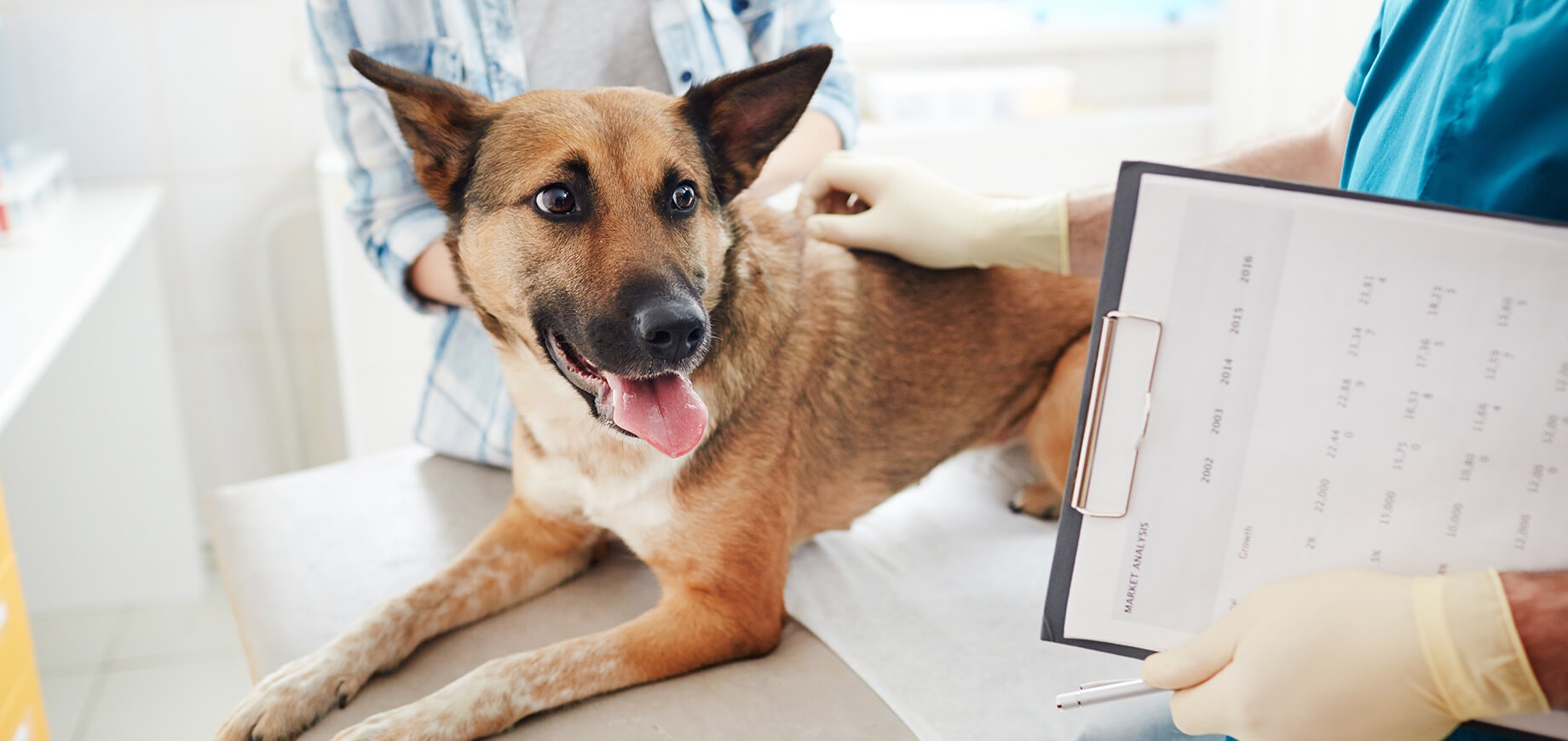 Canine Parvovirus: Symptoms, Treatment & Prevention