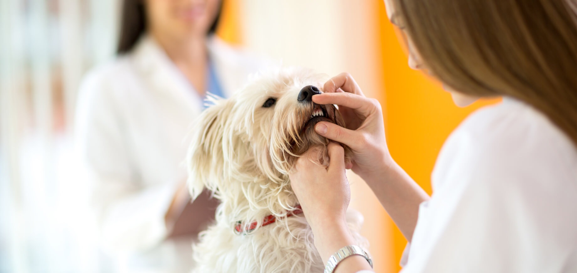 10 Most Common Dog Diseases: Symptoms & Treatment