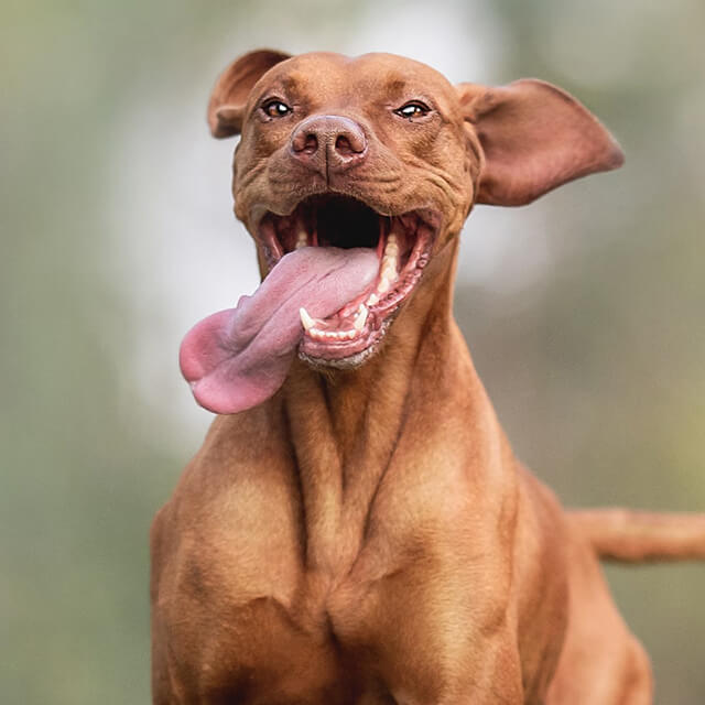 4 Reasons Why Dogs Stick Their Tongues Out?