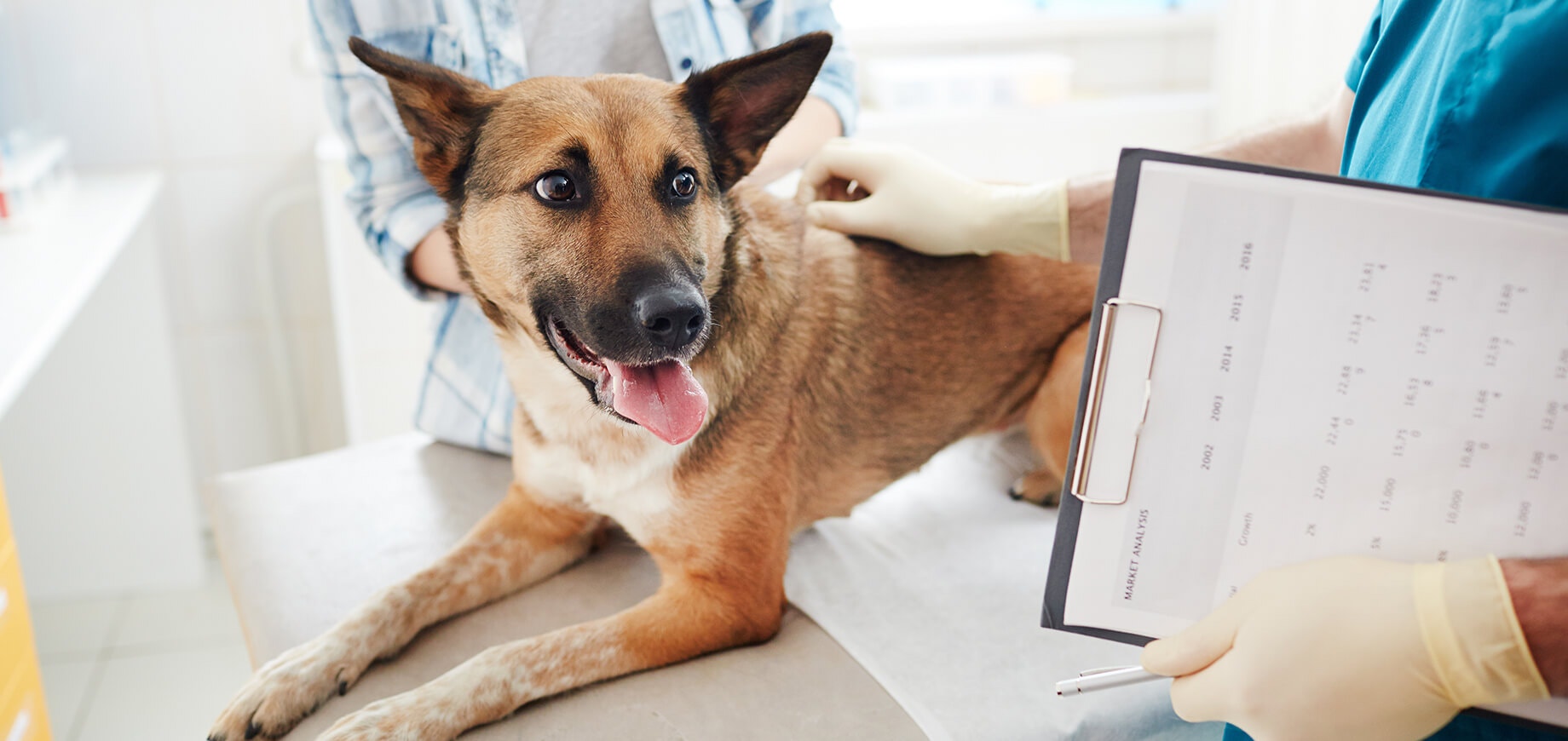 Signs and Symptoms of a Dying Dog