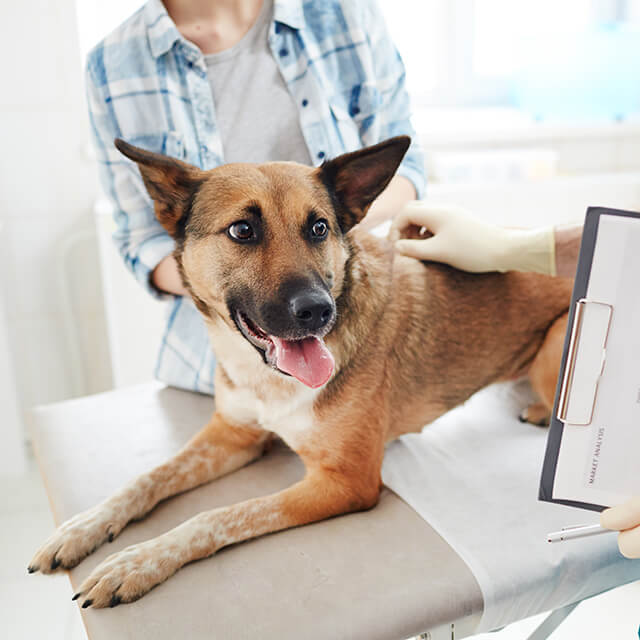 Signs and Symptoms of a Dying Dog