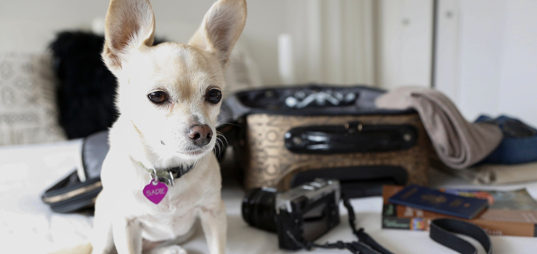 Understanding Fading Puppy Syndrome: Causes, Signs, & Treatment