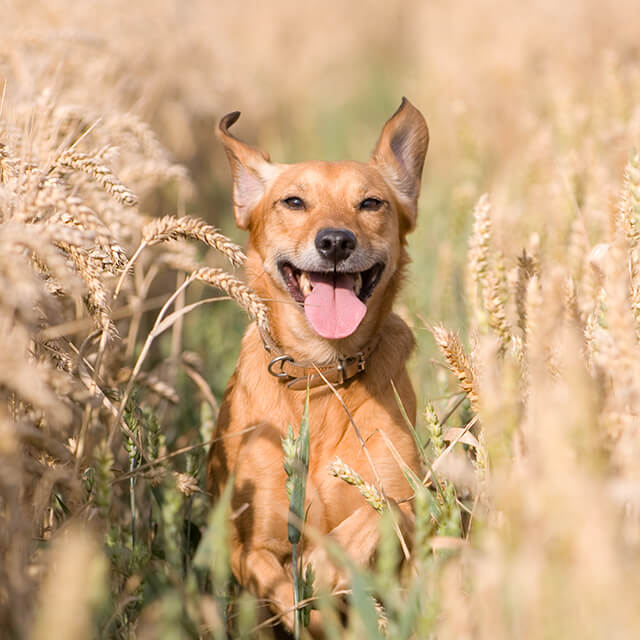 Top 5 Best Dog Breeds for Hot Weather