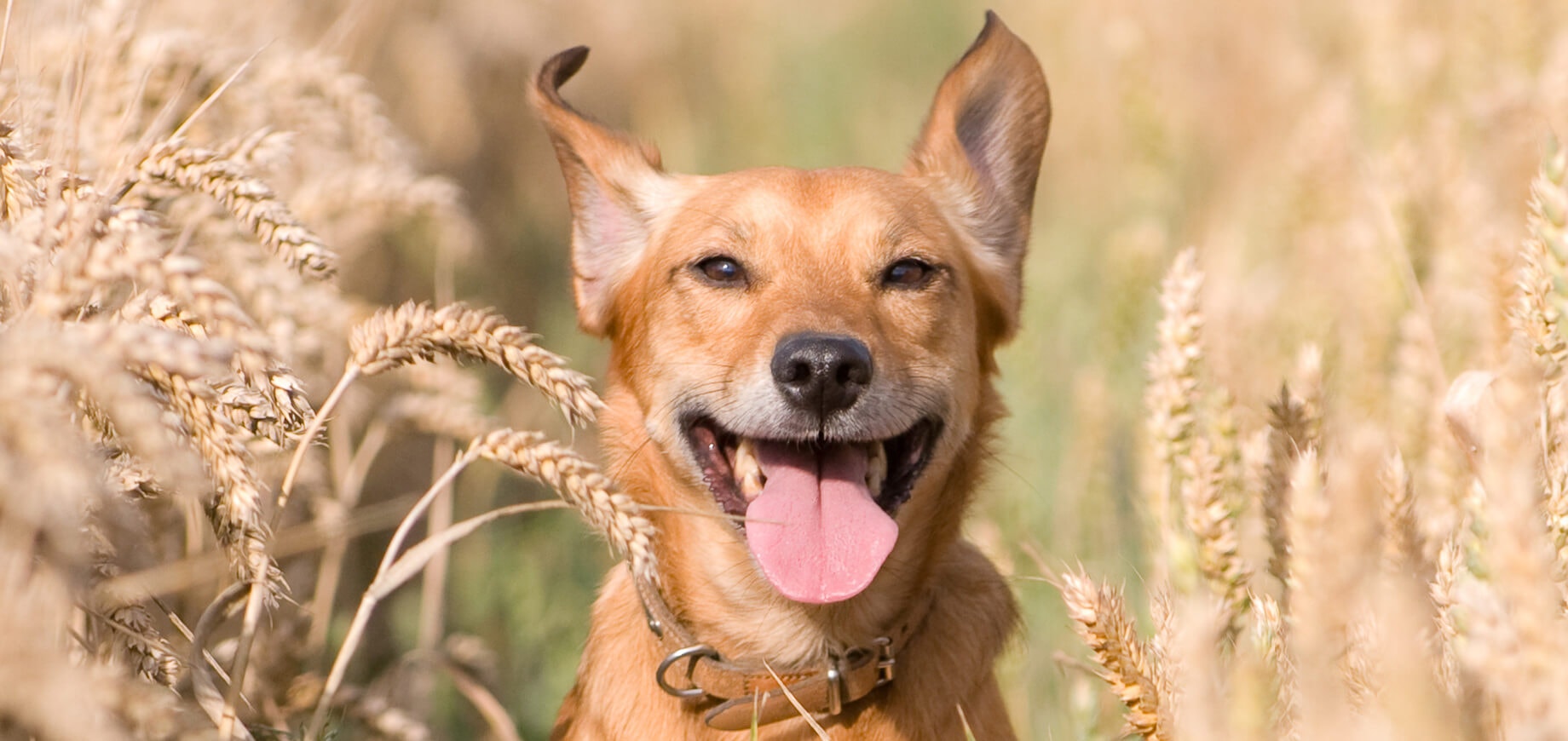 Top 5 Best Dog Breeds for Hot Weather