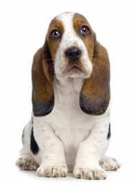 Basset Hound Breed