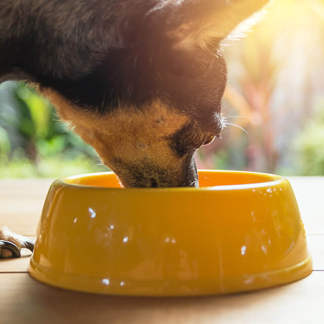 The Best Summer Safety Tips for Keeping Your Dog Cool