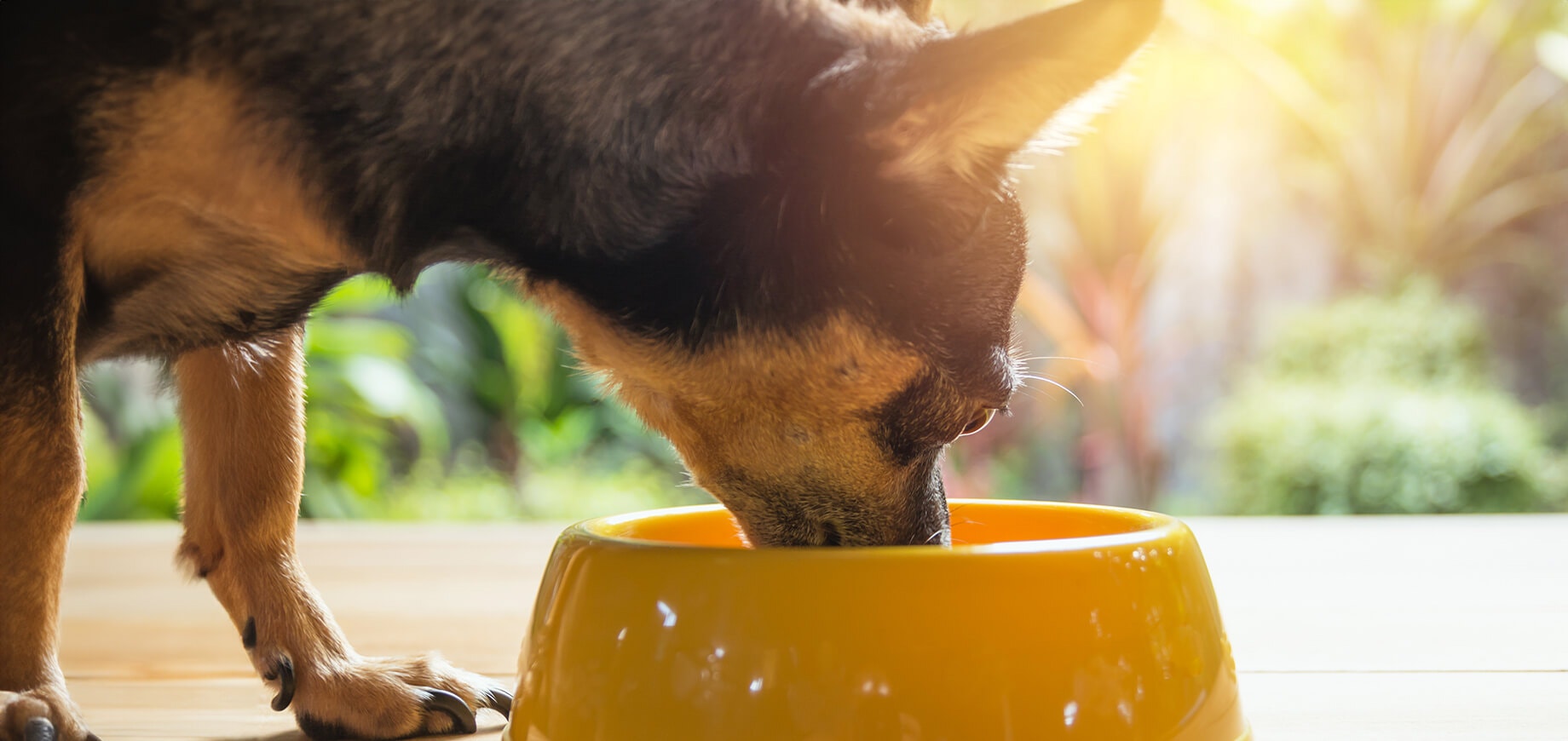 The Best Summer Safety Tips for Keeping Your Dog Cool