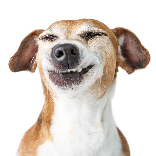 Kennel Cough in Dogs and Puppies: Symptoms, Treatment & Prevention