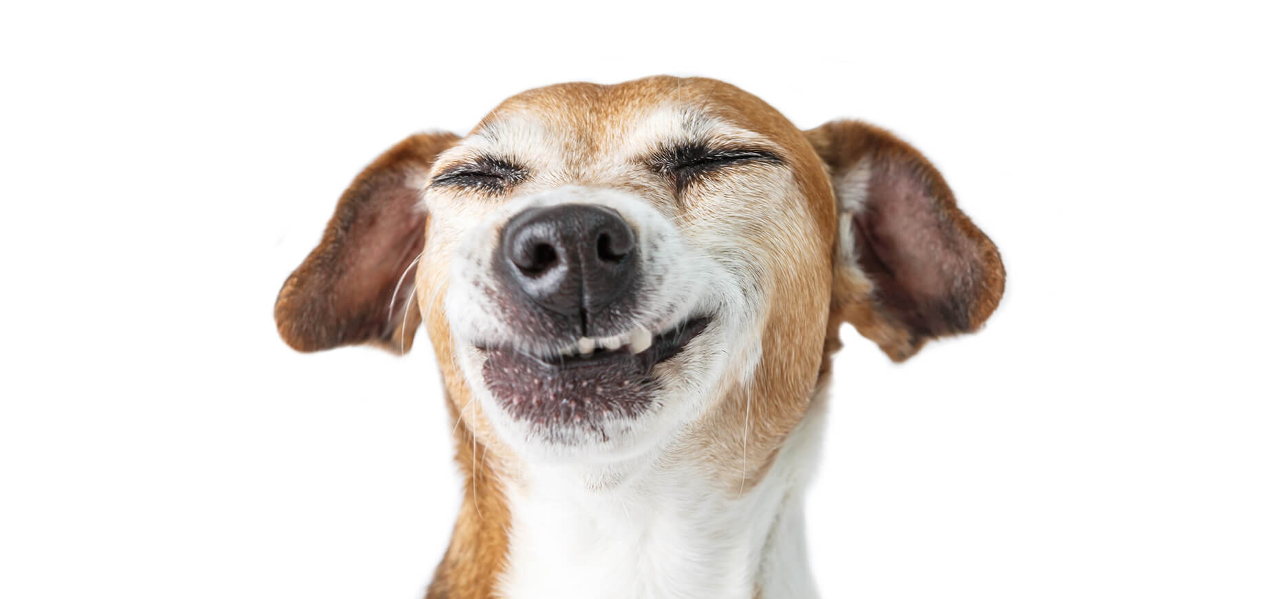 Kennel Cough in Dogs and Puppies: Symptoms, Treatment & Prevention