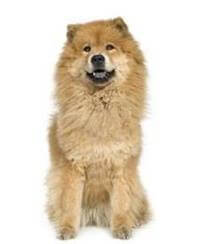 Chow Chow Breed