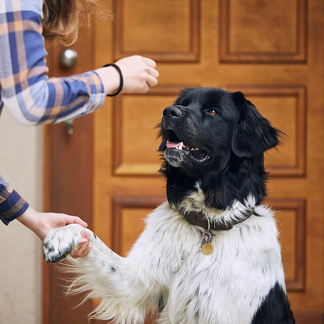 Crate Train Your Puppy: 5 Easy Steps