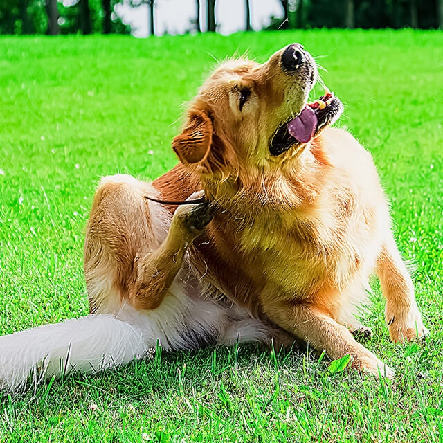 Fungal Infection in Dogs: Causes, Symptoms, Prevention & Treatment