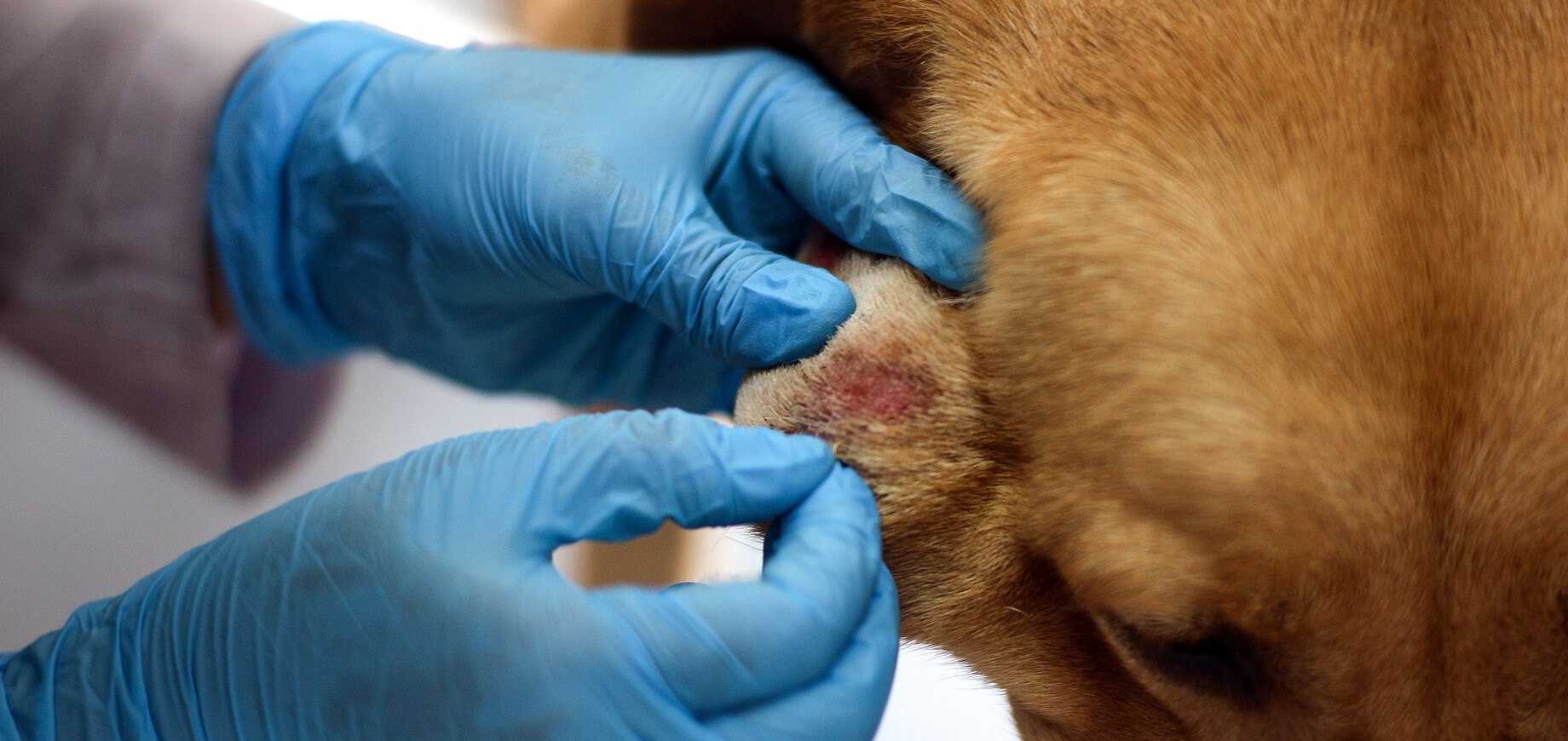 Ringworm in Dogs