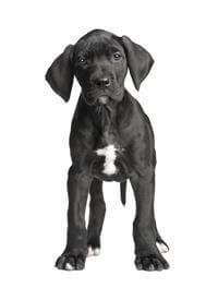 Great Dane Breed
