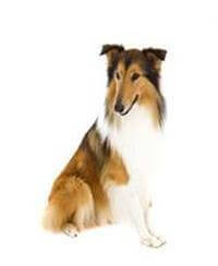 Collie breed