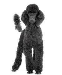 Poodle Breed - Dog & Puppy - Information & Characteristics