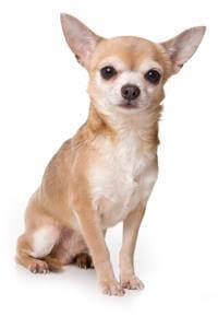 Chihuahua Breed