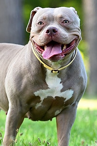 American Bully Dog Breed