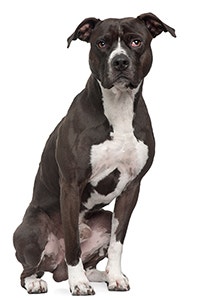 American Pitbull Terrier Breed