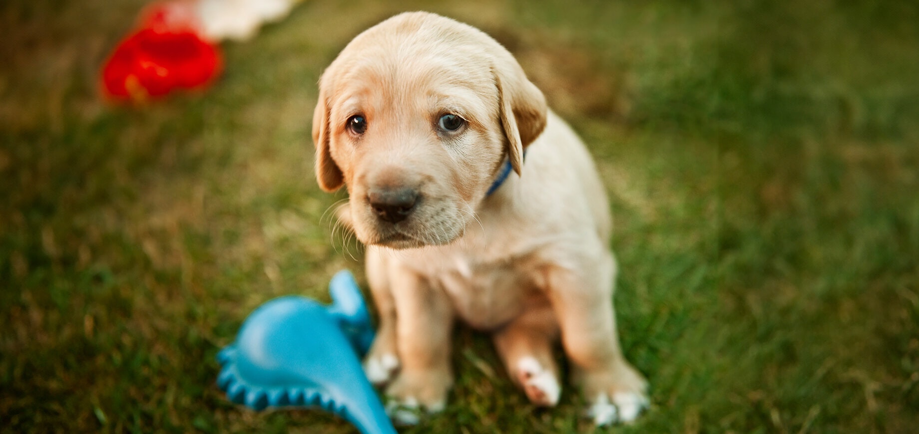 Why Is My Puppy Crying & How To Stop Puppy From Whining
